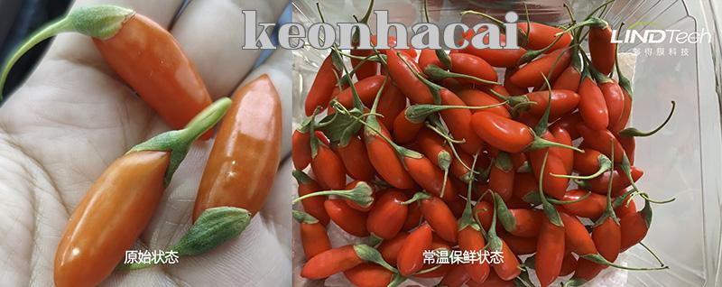 [Bảo quản thường nhiệt] Xem cách bảo quản kỷ tử tươi được kéo dài từ 0,8 ngày lên 3 ngày